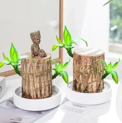 Brazilian Wood Plant (Pack of 2) - Ideal for Living Room, Home, Office, Table, Kitchen & Desk Décor