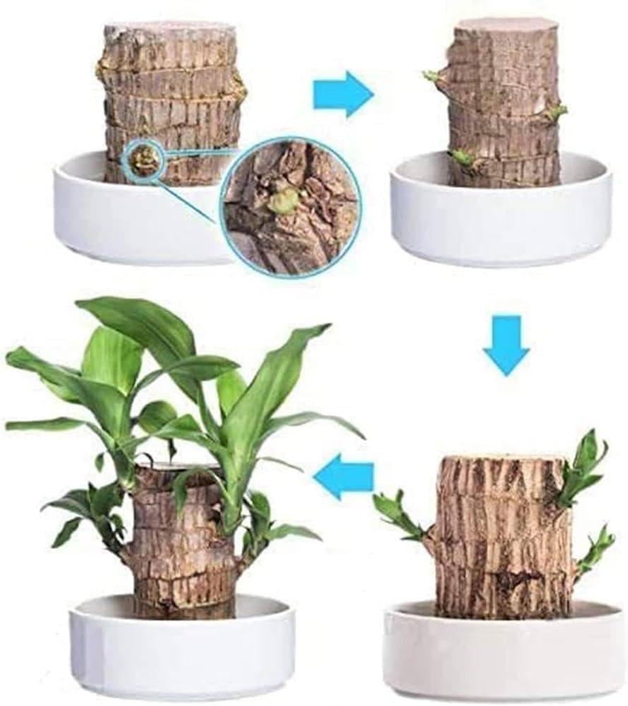 Brazilian Wood Plant (Pack of 2) - Ideal for Living Room, Home, Office, Table, Kitchen & Desk Décor