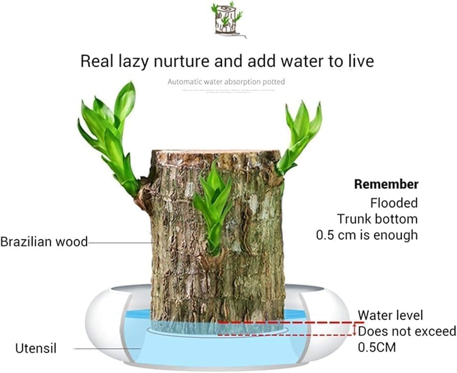 Brazilian Wood Plant (Pack of 2) - Ideal for Living Room, Home, Office, Table, Kitchen & Desk Décor