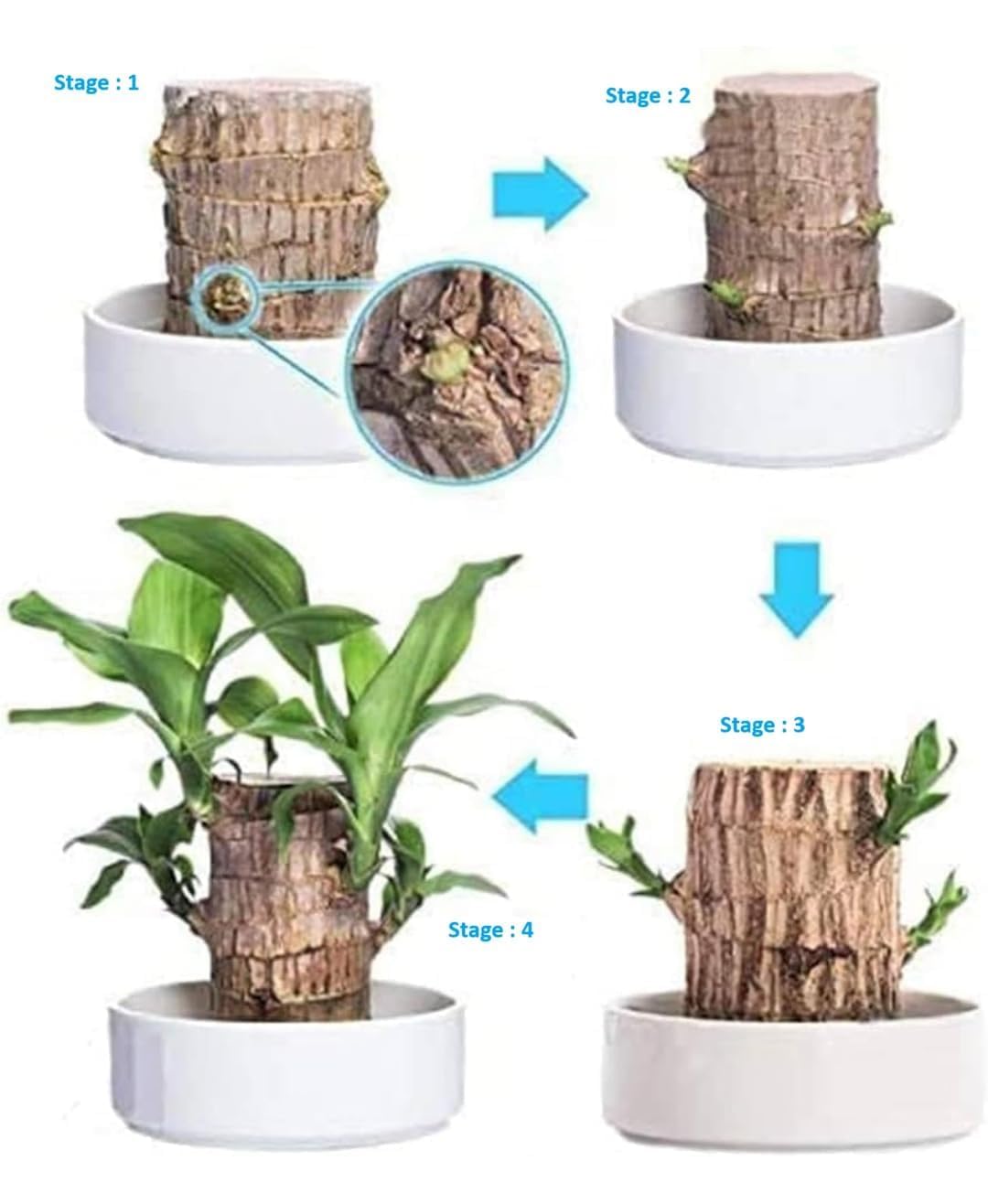 Brazilian Wood Plant (Pack of 2) - Ideal for Living Room, Home, Office, Table, Kitchen & Desk Décor