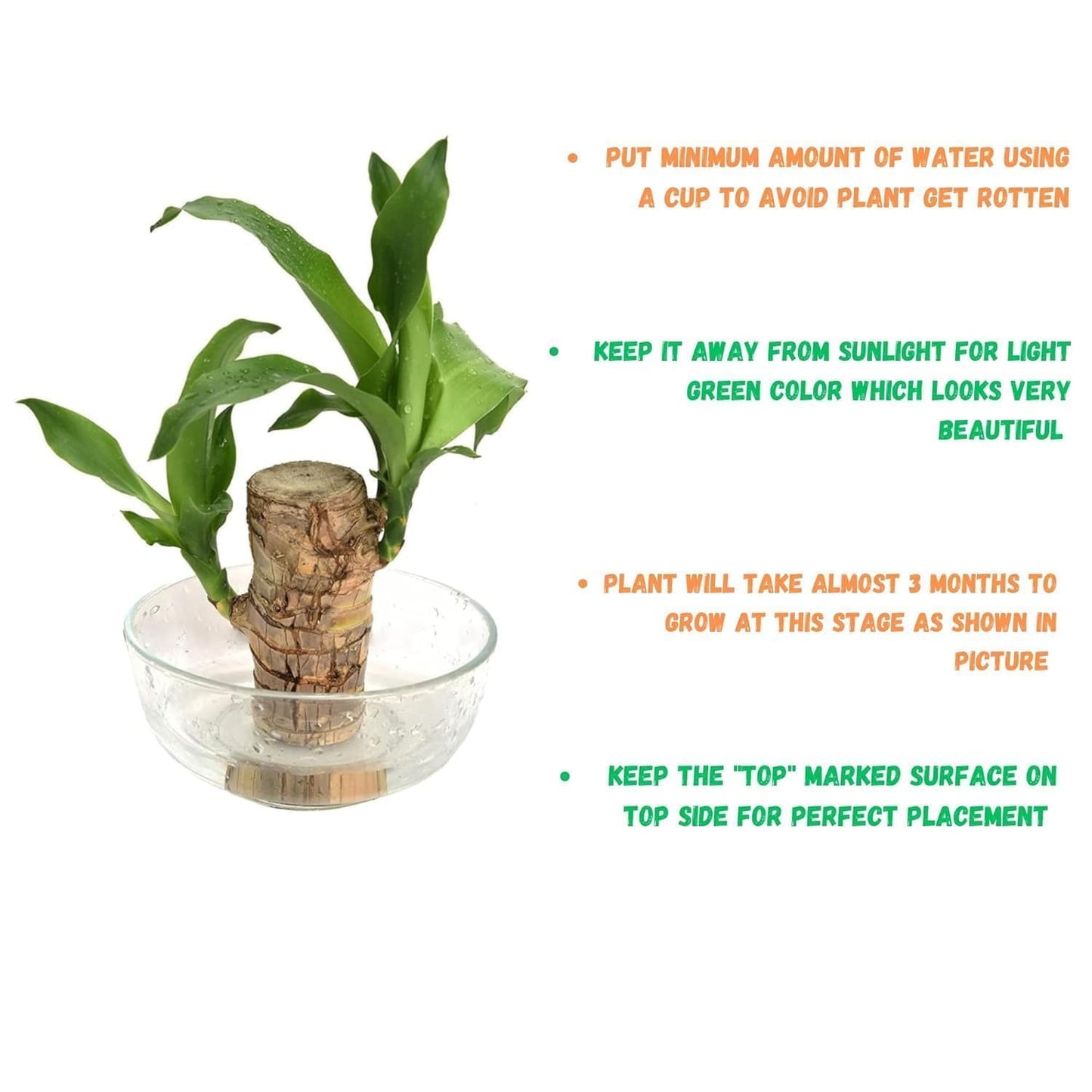 Brazilian Wood Plant (Pack of 2) - Ideal for Living Room, Home, Office, Table, Kitchen & Desk Décor
