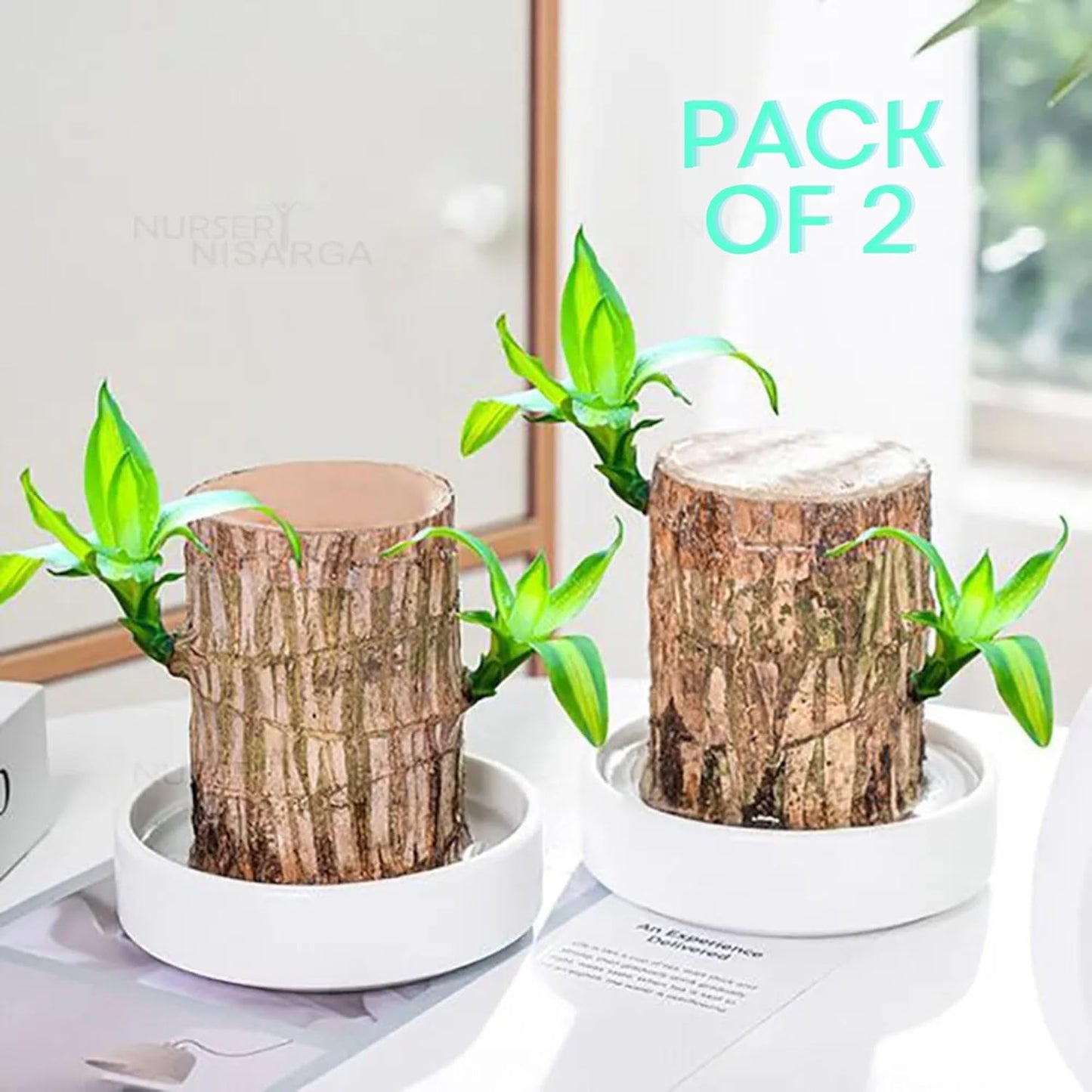 Brazilian Wood Plant (Pack of 2) - Ideal for Living Room, Home, Office, Table, Kitchen & Desk Décor