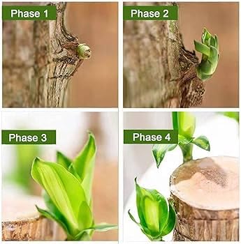 Brazilian Wood Plant (Pack of 2) - Ideal for Living Room, Home, Office, Table, Kitchen & Desk Décor